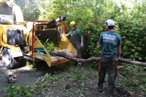 tree services Morgan Hill